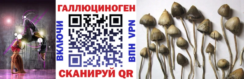 Псилоцибиновые грибы прущие грибы  Староминская 